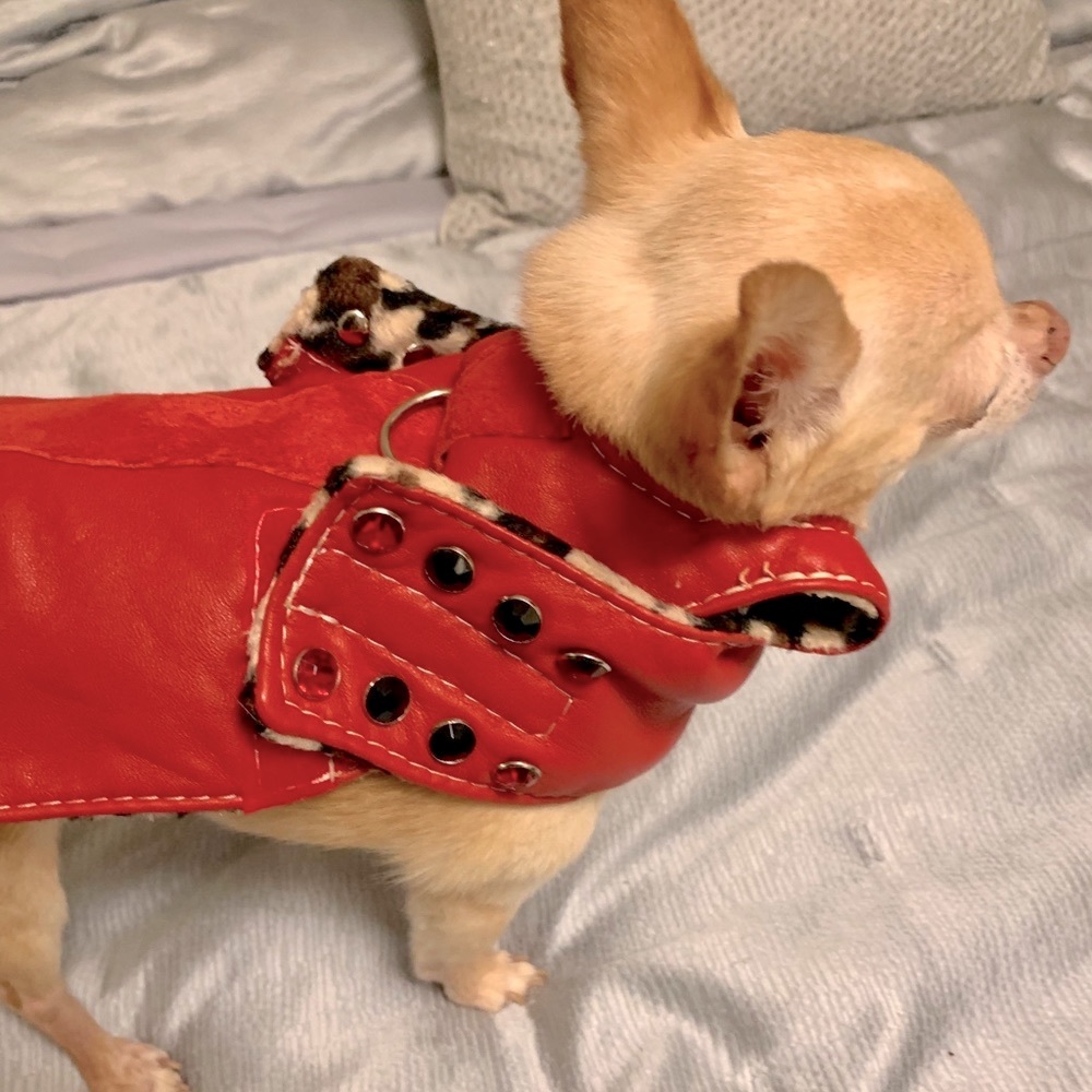 Red Leather Dog Coat/Harness  Leopard fur inside